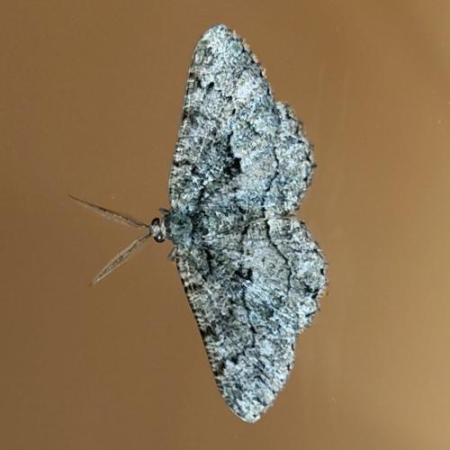 Peribatodes ilicaria